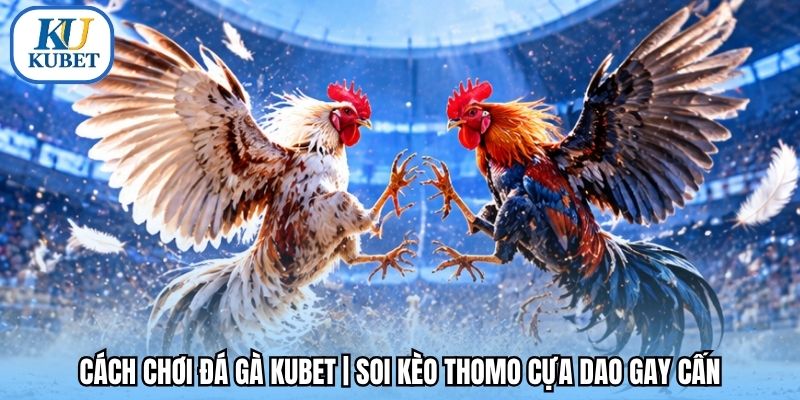 Cách Chơi Đá Gà Kubet | Soi Kèo Thomo Cựa Dao Gay Cấn